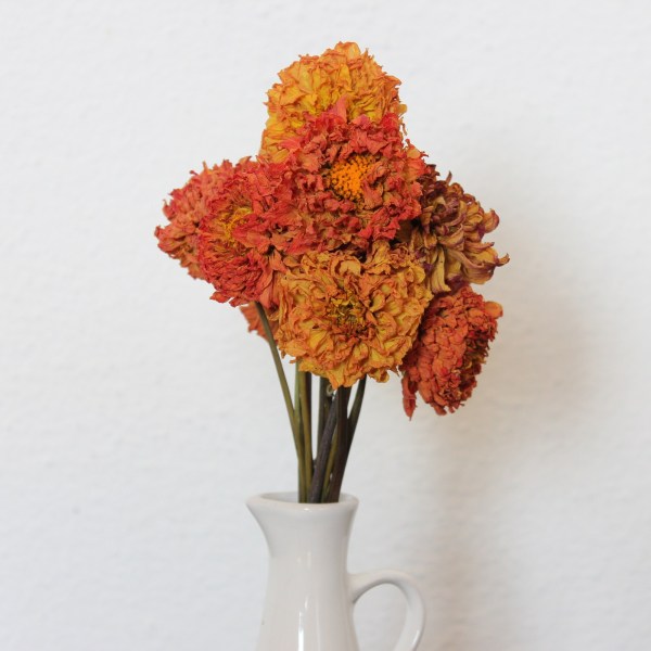 oranzove dalie detail